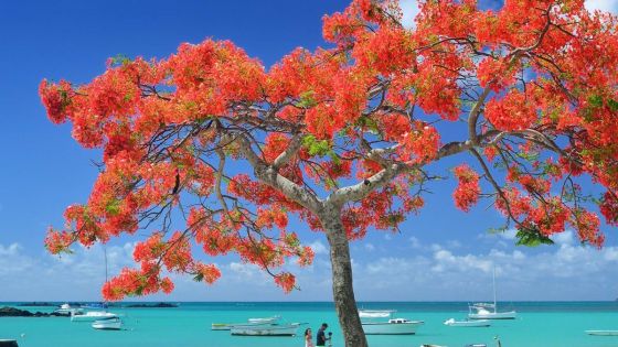 Почивка на остров Мавриций