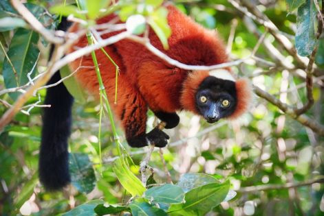 Екскурзия в МАДАГАСКАР - Земя на контрасти - лемури, китове и плажове