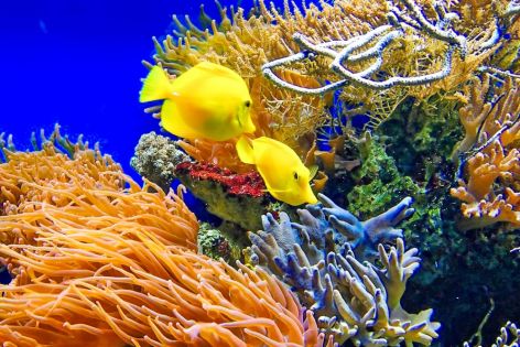 АВСТРАЛИЯ С ГОЛЕМИЯ БАРИЕРЕН РИФ, НОВА ЗЕЛАНДИЯ И ФРЕНСКА ПОЛИНЕЗИЯ - 15.11.2026, 15.02.2027, 22.11.2027